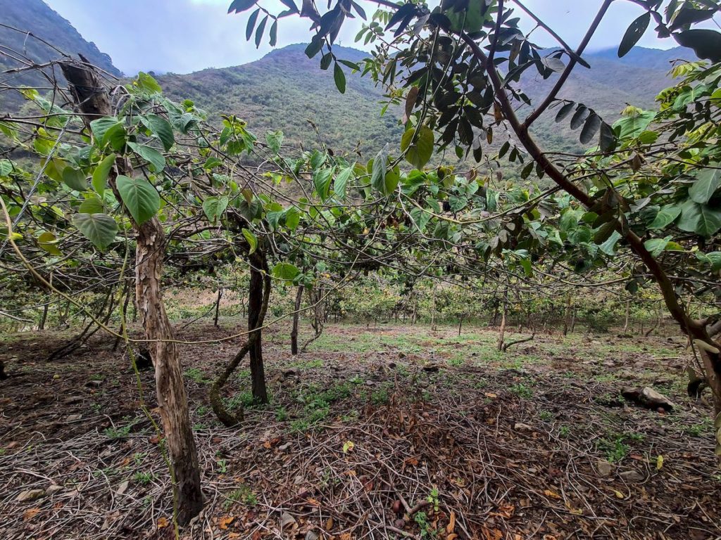 Plantacja owocu granadilla po drodze do Lucmabamba - 3 dzień trekkingu Salkantay