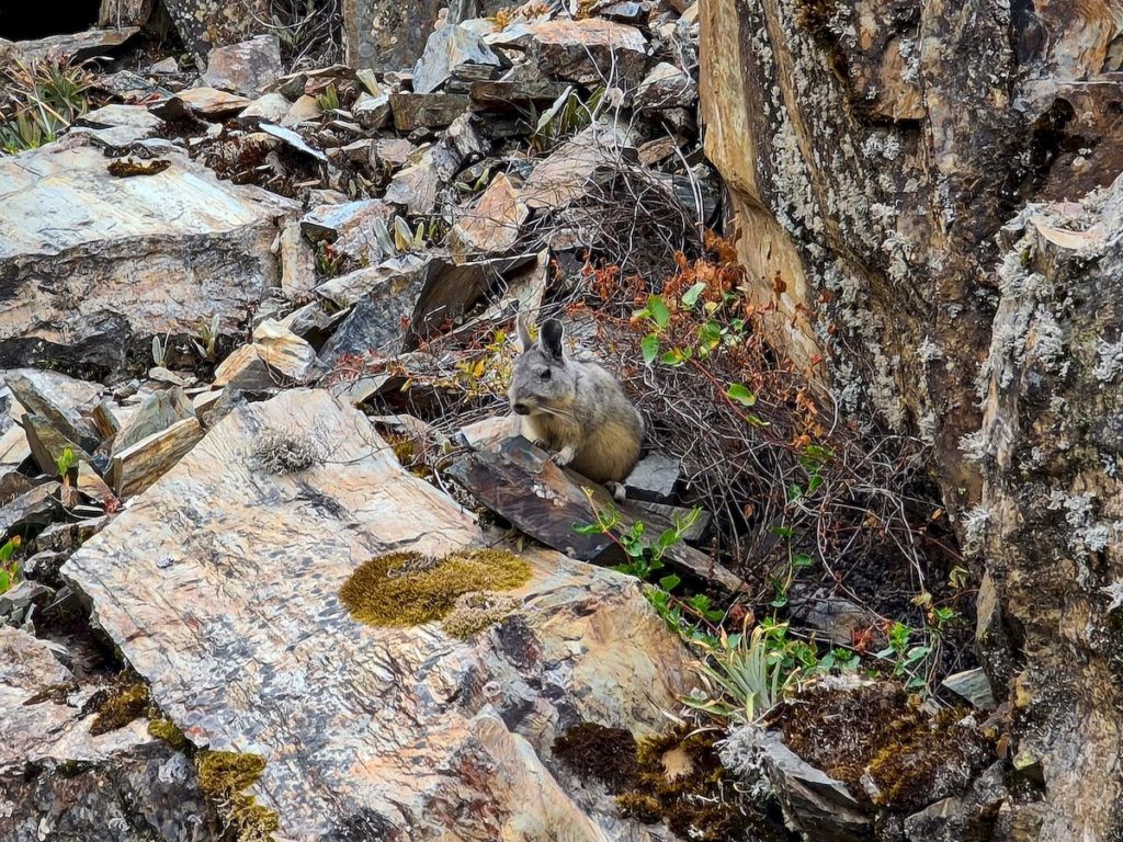 Szynszyla spotkana w drodze do Soraypampa - pierwszy dzień trekkingu Salkantay