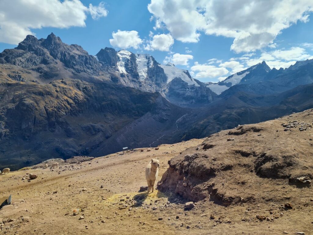 Alpaka na tle ośnieżonych gór - Vinicunca