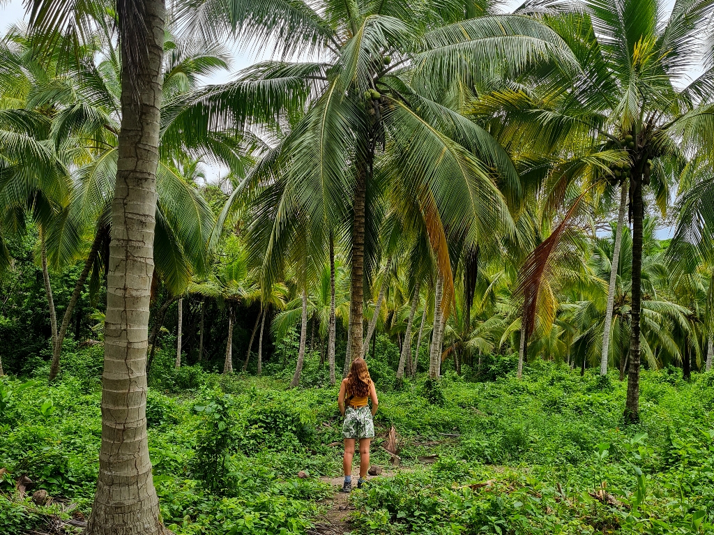 Park Tayrona palmy