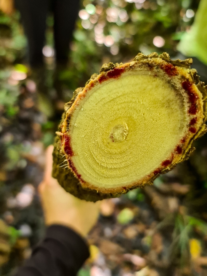 Wycieczka do Amazonii - korzeń z pitną wodą