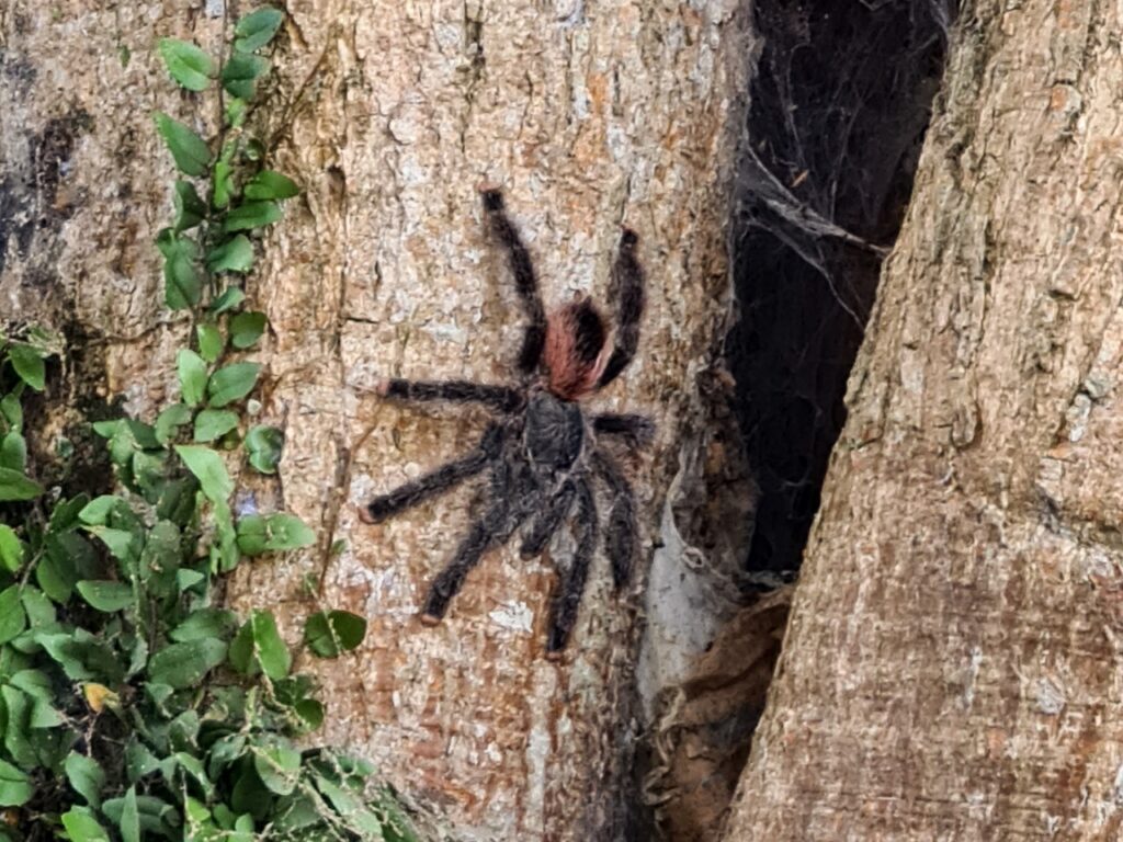 Różowa tarantula w Amazonii