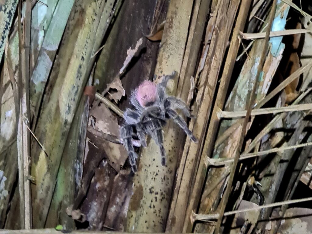 Różowa tarantula w Amazonii