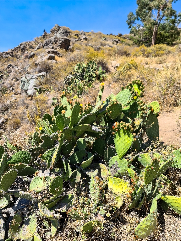 Kaktusy w Kanionie Colca