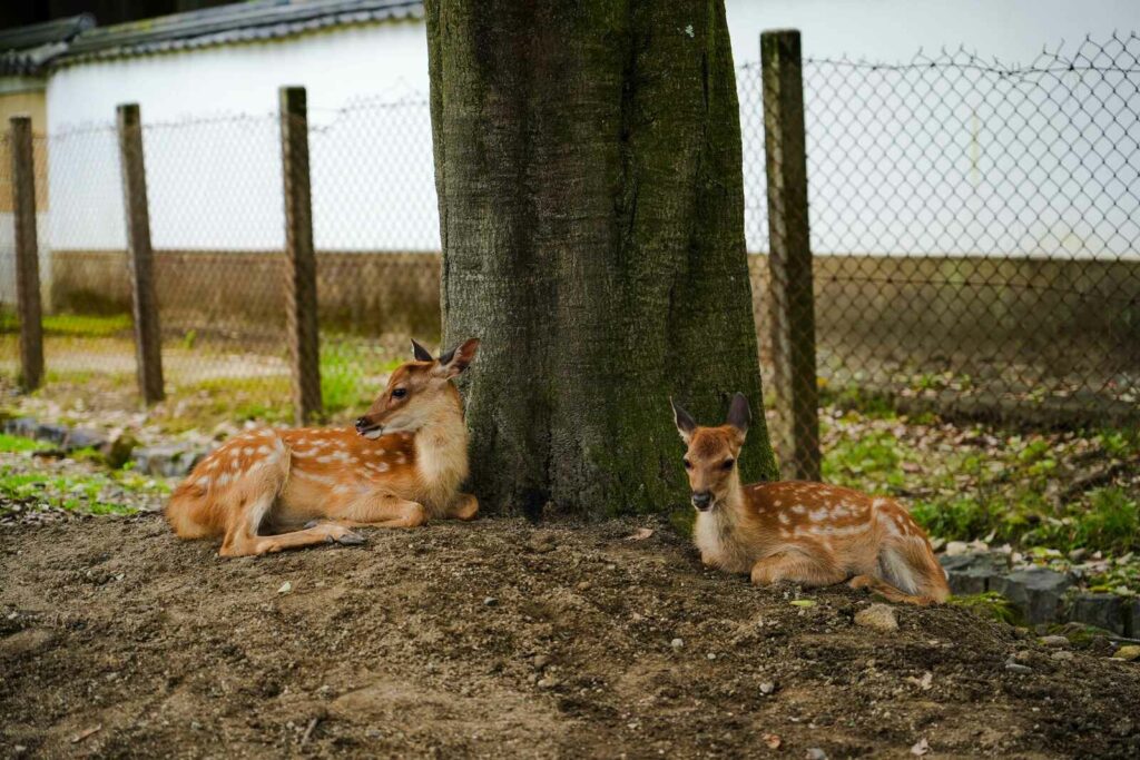 Piękne jelonki, siedzące przy drzewie w parku w Narze.