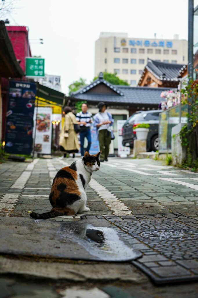 Uroczy, siedzący kot na ulicy Insadong Culture Street.