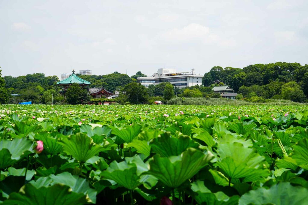 Kwiaty lotosu w Ueno Park.