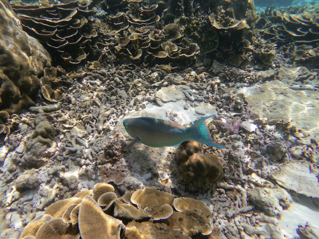 Parrot fish - snorkeling na wyspie Koh Lanta.