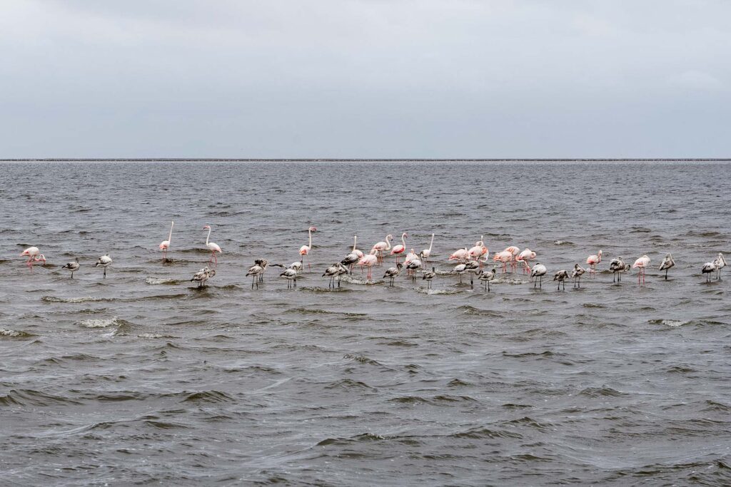 Flamingi w Valvis Bay.