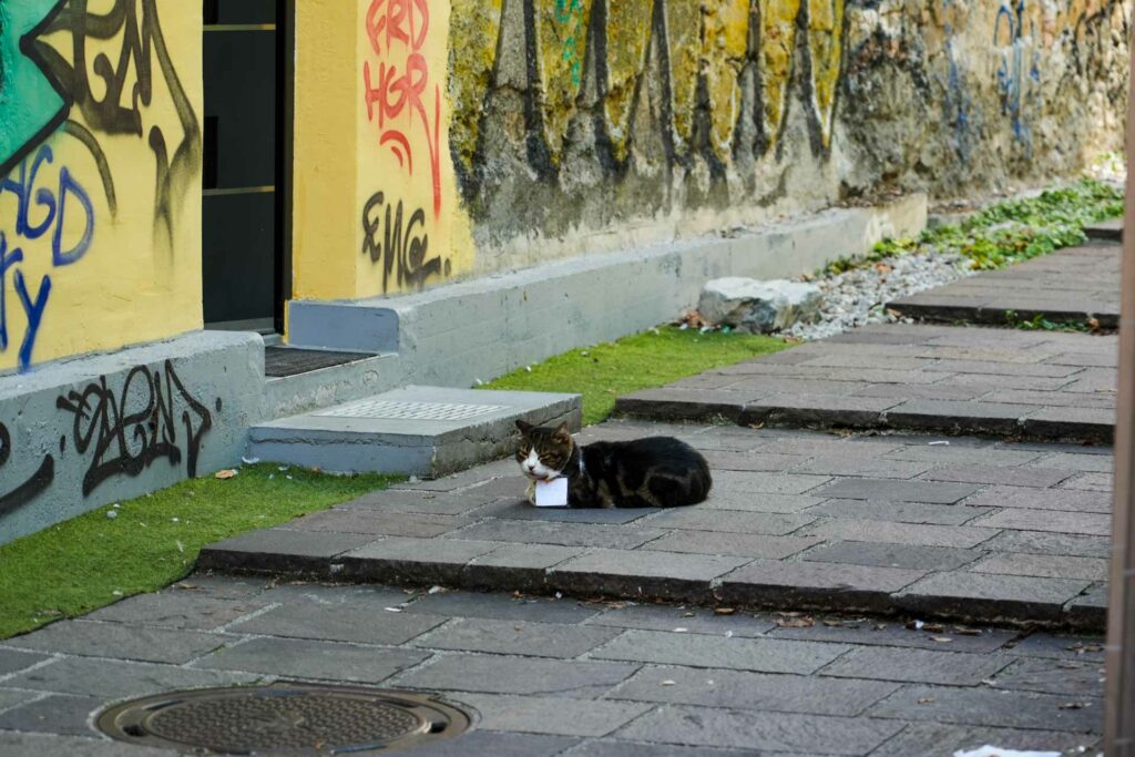 Słoweński kotek w Lublanie w Słowenii.